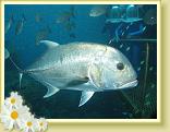 222-Giant Trevally (Caranx ignobilis)